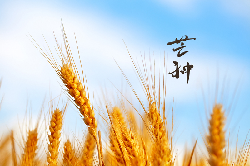 芒種4.jpg
